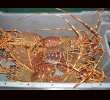 Zoom Lobster