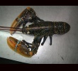 Zoom Lobster